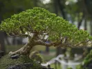 dendro