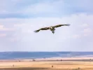 maurogypas