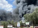 pyrkagia_menidi