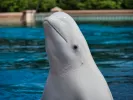 beluga whale