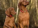 dogs