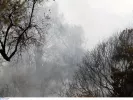 fotia_pyrkagia