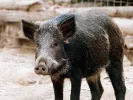 agriogourouno
