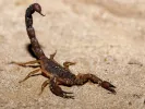 scorpios