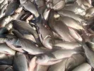 psaria-fish-ψαρια