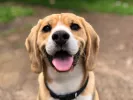 skilos-dog