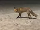 Μία αλεπού στο κέντρο της Αθήνας