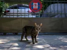 Γατάκι στο πεζοδρόμιο