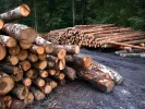 Απαγορεύεται η αποστολή και εξαγωγή προϊόντων υλοτομίας εκτός επικράτειας μέχρι την 1 Μαρτίου 2023