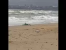 Νεκρές φώκιες σε ακτές