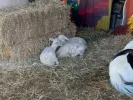 Οργάνωση Promise to Animals