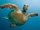 Θαλάσσια χελώνα
