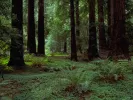 dasos-forest-dasologos.jpeg