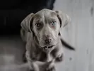 Προσλήψεις στα Pet City