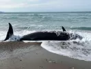Νεκρές φάλαινες ξεβράστηκαν στην Κύπρο