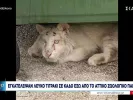 Λευκή Τίγρης