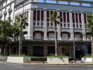 Οι φοίνικες ή ουασινγκτόνιες στην οδό Πανεπιστημίου (Eurokinissi)