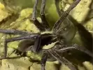 araxni-spider-pari-fish-.jpg