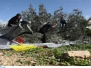 Προσλήψεις για ελαιοκομικές εργασίες