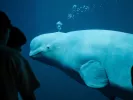 Που εντοπίστηκε η «Ρωσίδα φάλαινα κατάσκοπος» των Ρώσων