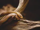 Επίθεση από φίδι
