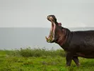 hippo