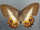 Η πεταλούδα Σάουρον