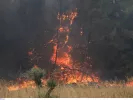 Πυρκαγιά σε δάσος