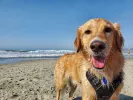skilos-dog-skilos-paralia.jpg