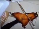 Viral σκίουρος σκηνοθετεί το θάνατο του