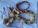boas.jpg