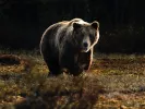 arkouda-bear.jpg