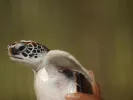 Χελώνες καρέτα - καρέτα