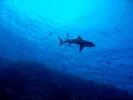 Καρχαρίας σε ελληνικά νερά