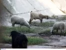 Ευλογιά των αιγοπροβάτων 