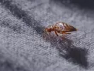 bed-bug-on-blue-fabric-scaled.jpg