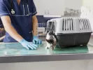 Veterinary Center