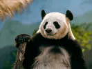 panda.jpg