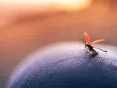 Αύξηση κουνουπιών στην Αττική