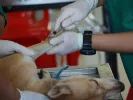 προσλήψεις κτηνιάτρων 