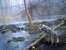 Μεταλλαγμένος λύκος στο Τσερνόμπιλ (AP Photo/Sergiy Gaschak)