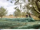 Θέσεις εργασίας για δακοκτονίες