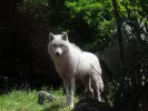 Λύκοι Πάρνηθας: Εισαγγελική εντολή για σύλληψη τους και μεταφορά στη Βόρεια Ελλάδα