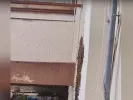 Θεσσαλονίκη: Μελίσσι φώλιασε σε δημοτικό σχολείο (βίντεο)