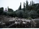 Συναγερμός: Έκτακτα μέτρα στο Βόρειο Αιγαίο λόγω κρούσματος αφθώδους πυρετού στην Τουρκία