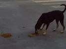 Αδέσποτα