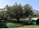 Θέσεις εργασίας σε εργασίες δακοκτονίας