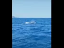 Φάλαινα φυσητήρας