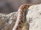 Φθιώτιδα: Στη ΜΕΘ 16χρονος - Τον δάγκωσε οχιά