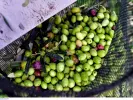 Λαμία: Προσλήψεις γεωπόνων για την καταπολέμηση του δάκου της ελιάς